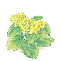 エラチオールベゴニア