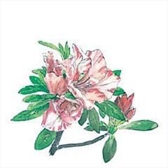 アザレア( 西洋ツツジ)
