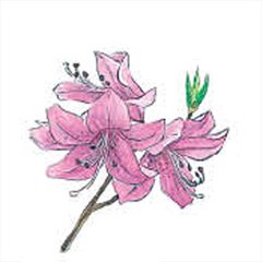 ミツバツツジ