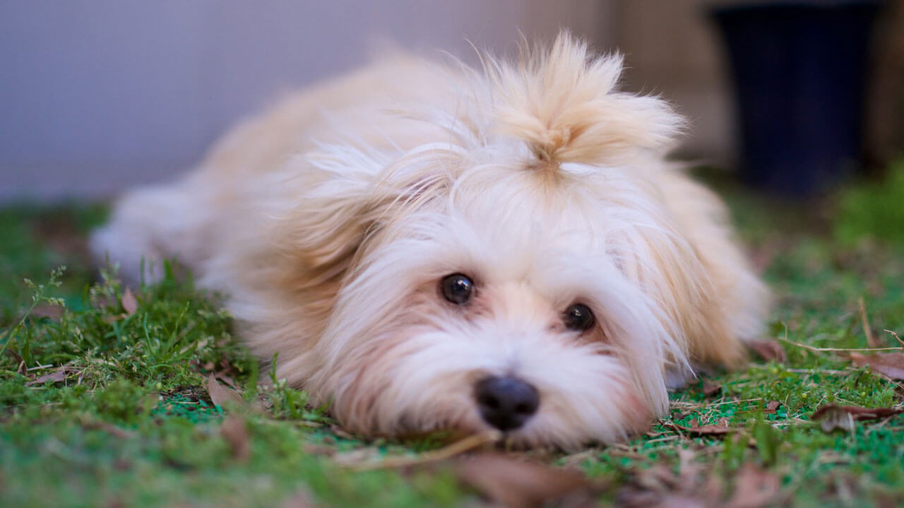 “災害時、あなたはペットを預けられますか？” 防災ワークショップ「災害からペットを守る」リポート――富山会場（4/18[土]）で観覧募集中！