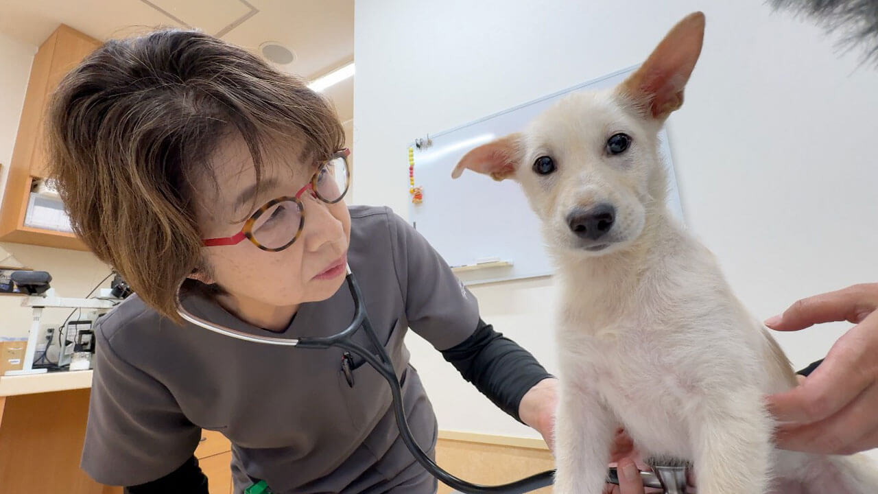 災害時のペット対応、教訓を生かす――支えあう心と絆 〜西日本豪雨とペット〜